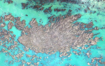 A bird's eye view of a dense giant kelp forest near Santa Barbara, California.